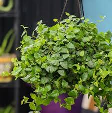 Creeping Fig Costa Farms