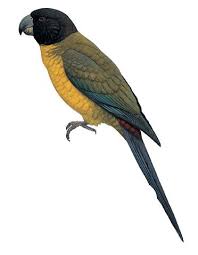 Image result for Rutidea orientalis