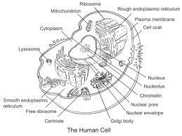 Googling labeled vs unlabeled data returns a bunch of scholarly papers on this topic. Human Cell Coloring Page Free Printable Coloring Pages Animal Cell Cell Diagram Cells Worksheet