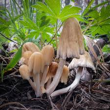 Image result for Coprinus sp.