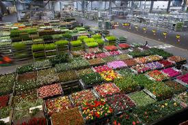 So i'd looove to visit aalsmeer in the netherlands and meet them! Tour To Flower Auction Aalsmeer Accessible Travel Netherlands