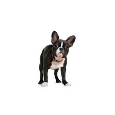 Raised indoors with both parents, cats, children will come along with all toys and papers.a good home is a must. Boston Terrier Puppies Pet City Pet Shops