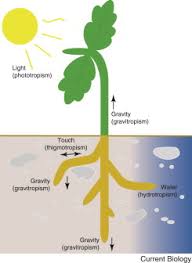 Plant Tropisms Current Biology