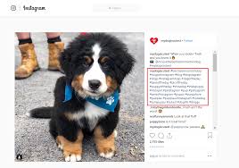 You can either ask users to like, comment, use a specific hashtag, or ask your followers to tag a friend. Dog Hashtags To Copy And Paste On Instagram To Make Your Dog Famous Already