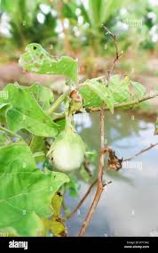 Image result for Solanum aculeatissimum