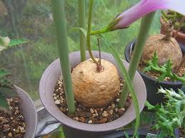 Image result for Ipomoea welwitschii