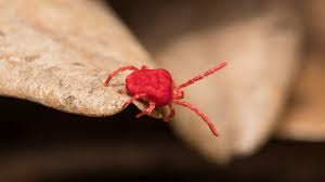 Clover mites lay less, producing only about 70 eggs, but these pests are parthenogenetic, meaning that eggs do not need to be fertilized. Tiny Red Bugs On Concrete What Are Clover Mites Pest Samurai