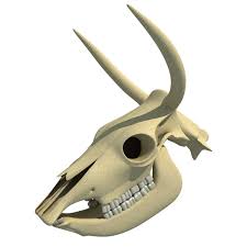 Cow Skull Cow Skull Skull Model Animal Skulls