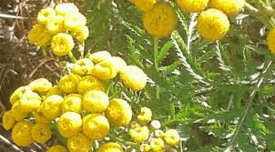 Tanaisie Un Repulsif Naturel Efficace Fleurs Utiles Au Potager Jardinage Bio Jardinage