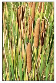 Image result for Typha capensis