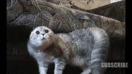Search, discover and share your favorite cat meme gifs. Best Dankest Cat Memes Gifs Gfycat