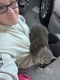 Lost cat found in Indiana and 37th area