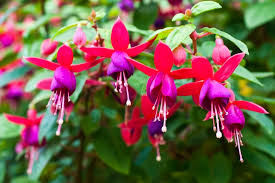 İlginç bir ada sahip bitkinin asıl ismi. Ev Cicegi Cesitleri Rengarenk Canli Ev Cicekleri Ve Isimleri