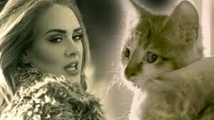 Meow An Adorable Parody Of The Adele Song Hello Promoting Cat Adoption At The East Bay Spca Kitten Meowing Cat Adoption Kittens
