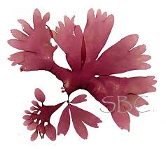 Image result for Merremia palmata