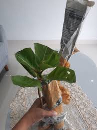 Gambar rumah minimalis sederhana modern unik terbaru. Bibit Pohon Gempol Untuk Bonsai Dan Tanaman Hias Shopee Indonesia