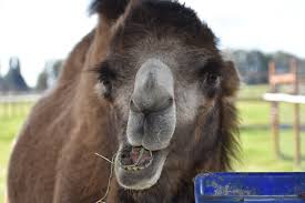 How the camel got his hump kipling's story. Banjo The Camel Home Facebook