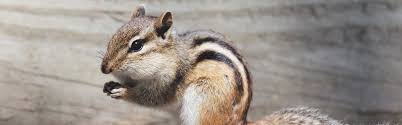 Keep in mind however, that even though chipmunks are quite fast and will often escape, this is the natural method that can result in chipmunks being killed if your pet manages to catch them. How To Get Rid Of Chipmunks Updated For 2021