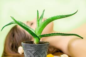The gel of half or a whole leaf of aloe vera (depending on the length of your hair). Aloe Vera Hair Masks For Growth Dandruff And Texture The Urban Guide