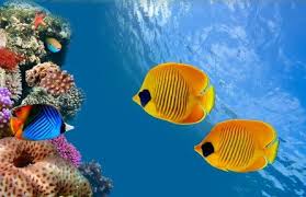 Fish Underwater 4k Ultra Hd Wallpaper 4k Wallpaper Net Fish Wallpaper Underwater Wallpaper Underwater Fish