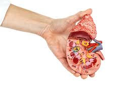 Now more commonly classified as chronic kidney disease and is listed as stages based on the patient's level of glomerular filtration rate (gfr). Acute Renal Failure Symptoms Complications Risk Factors Treatment Factdr