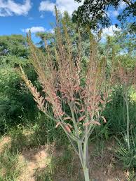 Image result for Aloe komatiensis