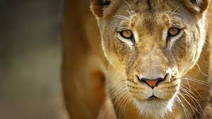 It's like the trivia that plays before the movie starts at the theater, but waaaaaaay longer. The Female Lion Does 50 Of The Hunting Trivia Questions Quizzclub