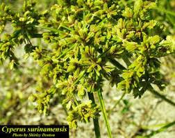 Image result for Cyperus platycaulis