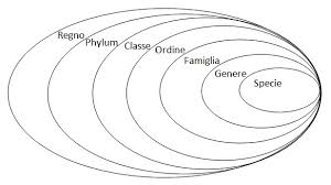 Questo può sembrare difficile da ricordare ma è un modo per rendere tutti d'accordo. La Tassonomia Regno Phylum Classe Ordine Famiglia Genere E Specie Weschool
