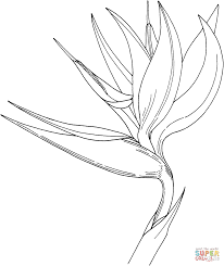 Bird Of Paradise Drawing Png Ave Del Paraiso Buscar Con Google Bird Of Paradise Tattoo Birds Of Paradise Flower Bird Watercolor Paintings