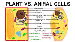 Learn about the different organelles in an animal cell! 7 12d Plant And Animal Cells Science Quiz Quizizz