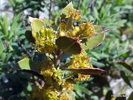 Image result for Lasiodiscus pervillei