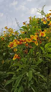 Image result for Tecoma fulva