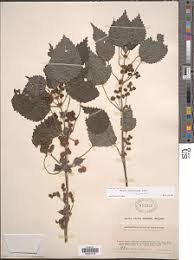 Image result for Pilea johnstonii