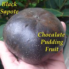 If you live in a tropical climate, hunt one down and grow it! Black Sapote Chocolate Pudding Tree Rare Fruit Diospyros Digyna Live Plant Buy Online In Germany At Desertcart De Productid 69503372