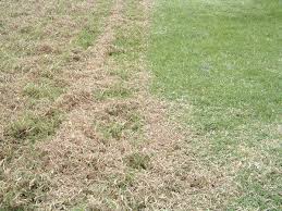 How how to scarify your lawn with an easy step by step guide. Landscaping Tips And Tree Care