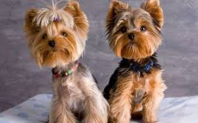 Yorkshire terrier haircut yorkshire terrier puppies yorkies yorshire terrier boston terrier top dog breeds positive dog training yorkie puppy dalmatian puppies. Online Yorkie Clothes And Accessories Store Yorkie Clothing