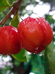 Check spelling or type a new query. Acerola Cherry Tree Malpighia Glabra Urban Perennials