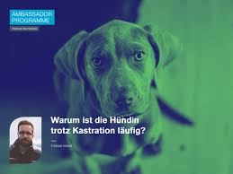 Bei manchen rassen (wie z.b. Warum Ist Die Hundin Trotz Kastration Laufig Improve International Botschafter