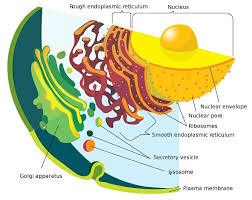 The endoplasmic reticulum (er) is a system of interconnected membranous sacs, channels, or cisternae in the cytoplasm. Rough Endoplasmic Reticulum Definition Function And Structure