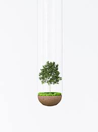 Trees provide shade, shelter wildlife, lower home cooling costs, and add visual interest to outdoor living areas. Small Tree In Test Tube Illustration Stockphoto