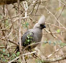 Birds Of South Africa Pictures And Names Amazing Birds Birds Bird Species Africa
