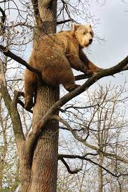 Wildlife Campaigns World Animal Protection Animals Wild Brown Bear