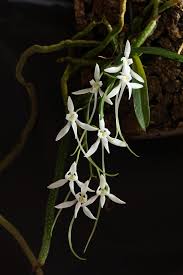 Image result for Mystacidium venosum