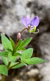 Image result for Cleome rutidosperma