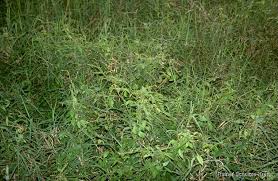 Image result for Teramnus