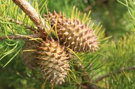 33.4 hectares), also known as the sächsisches landesarboretum (tr. Offnungszeiten Und Preise Forstbotanischer Garten Tharandt