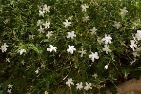 Image result for Jasminum grandiflorum