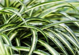 Image result for Anthericaceae