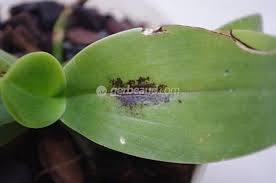May 10, 2021 · comme le rapporte lci, ce dangereux champignon noir s'attaque aux personnes guéries du virus.les cas de cette maladie, appelée black fungus ou mucormycosis, se multiplient et infectent, dans. Orchidee Maladie Traitement